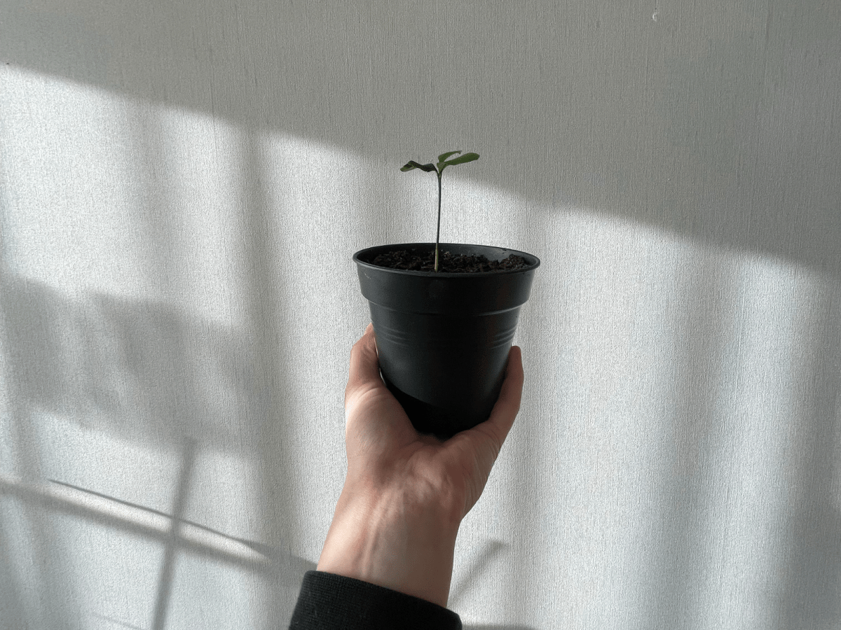 Why Project: Sprout &&nbsp;About?