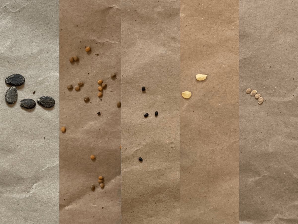 This Plant Took a Head&nbsp;Start!