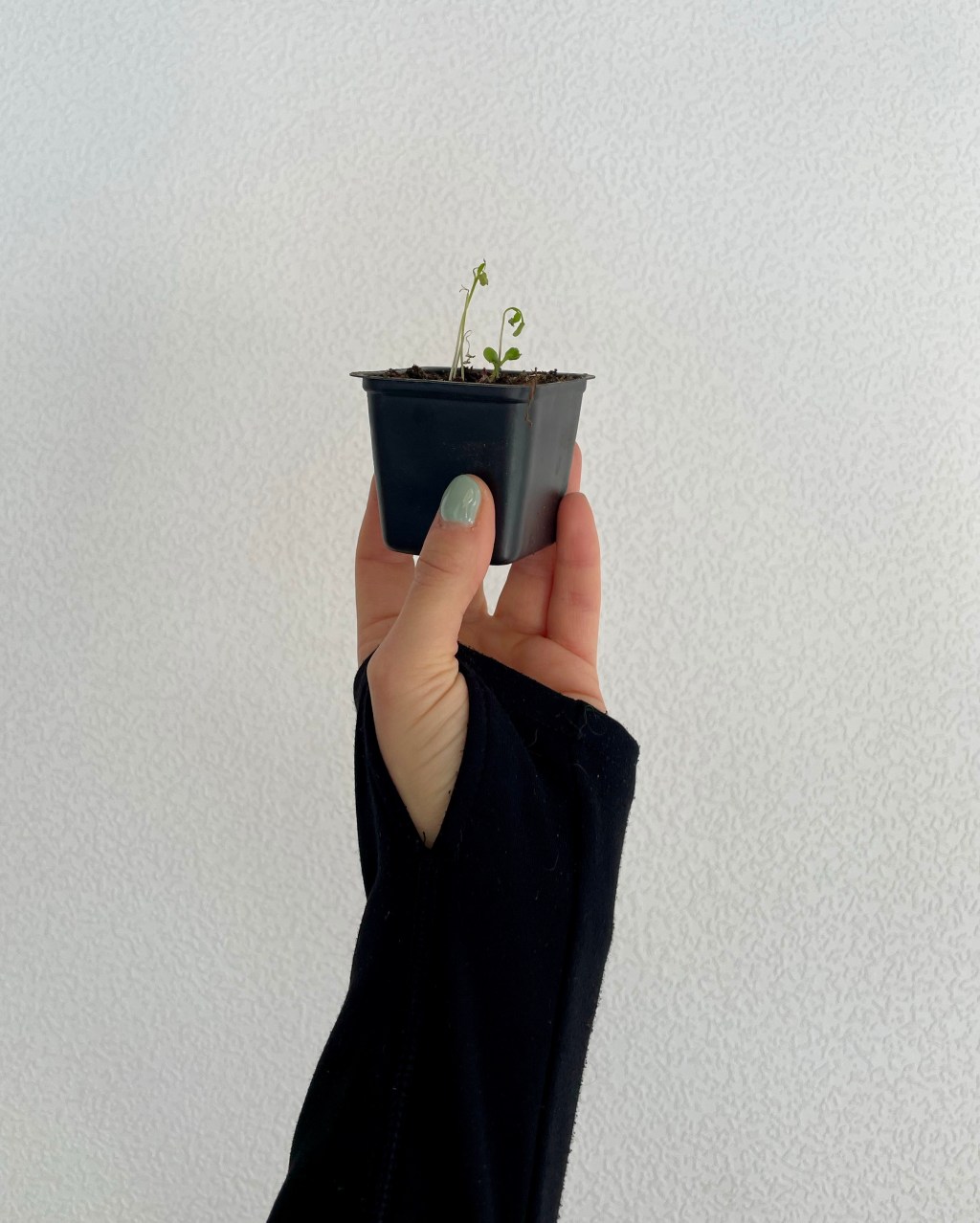 It’s Not Always Sunshine and Rainbows In The Sprout&nbsp;Garden