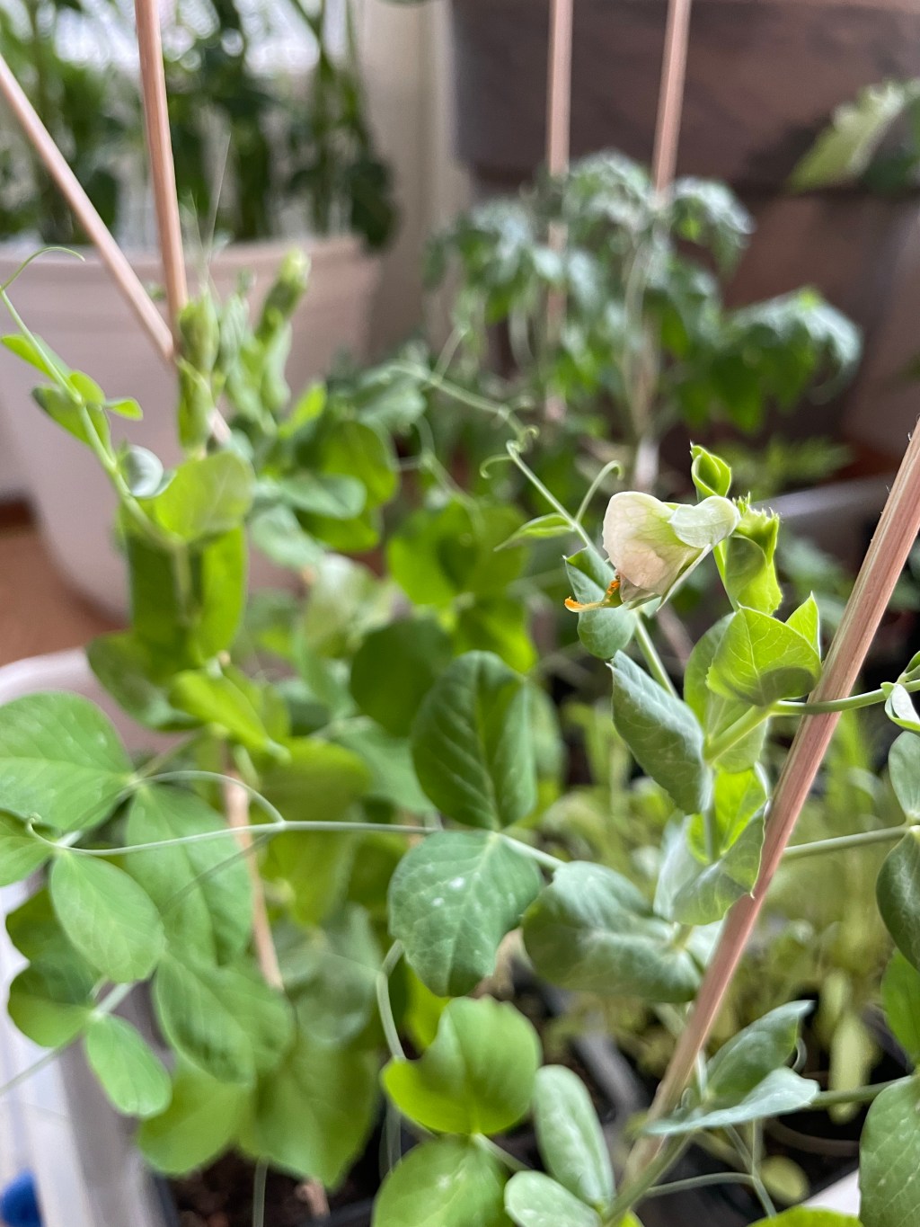 Sprout Diaries Vol. 2: More&nbsp;Experiments