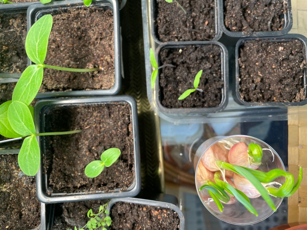 Mini Post: (II) So Many Happy&nbsp;Sprouts