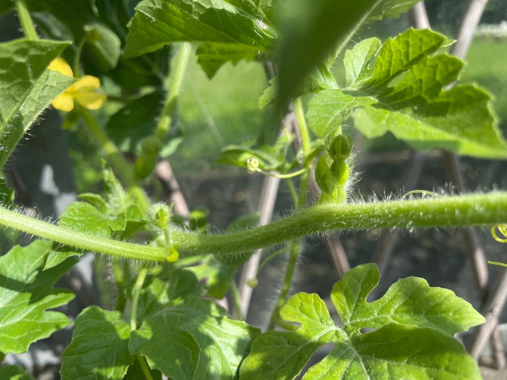 Mini Post: (IV) Everything All Right In The&nbsp;Greenhouse