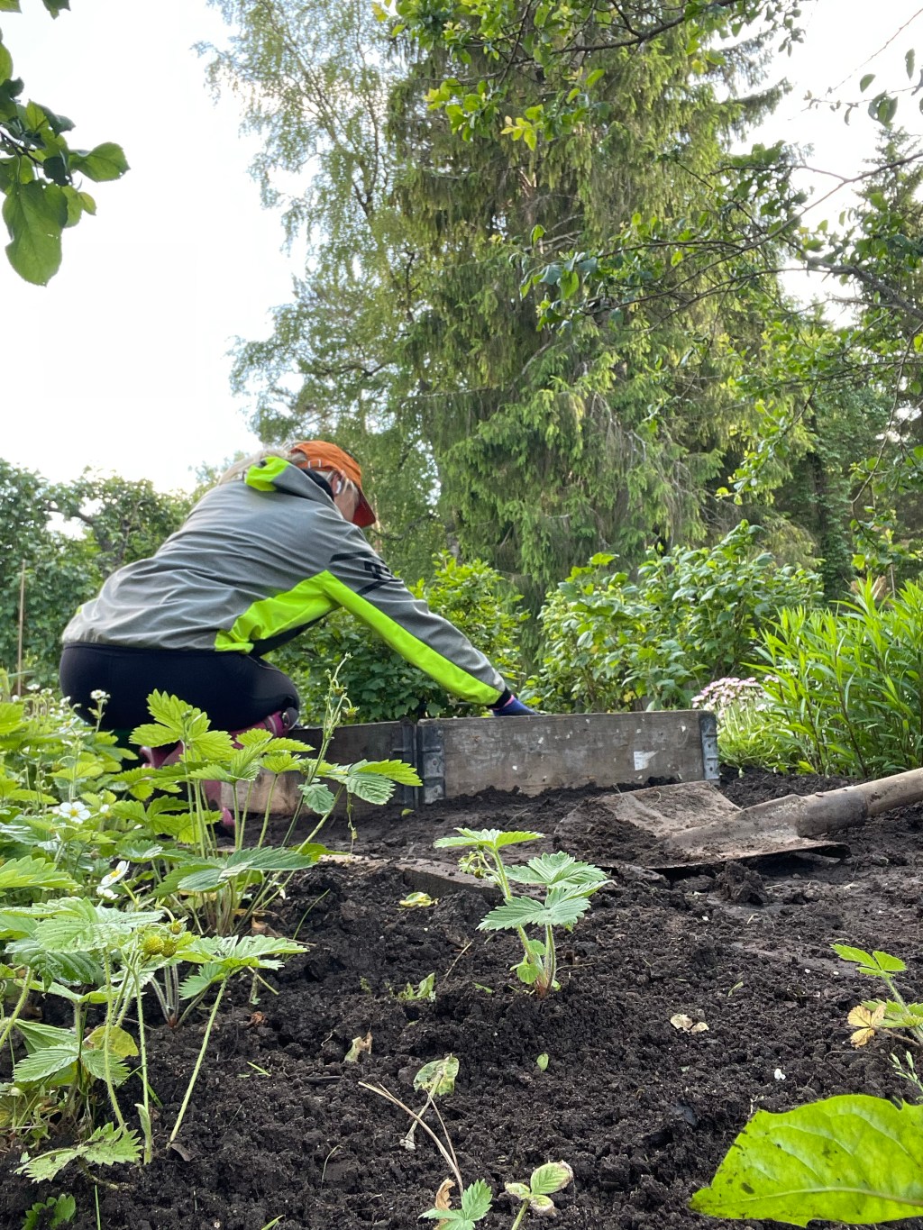 Thinking And Doing Around Carrots