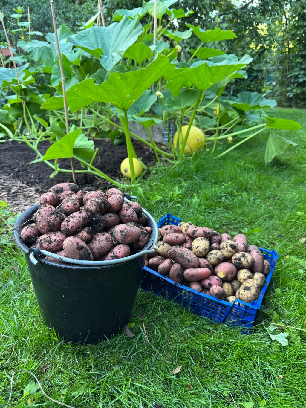 Heartful Harvests Part 2.