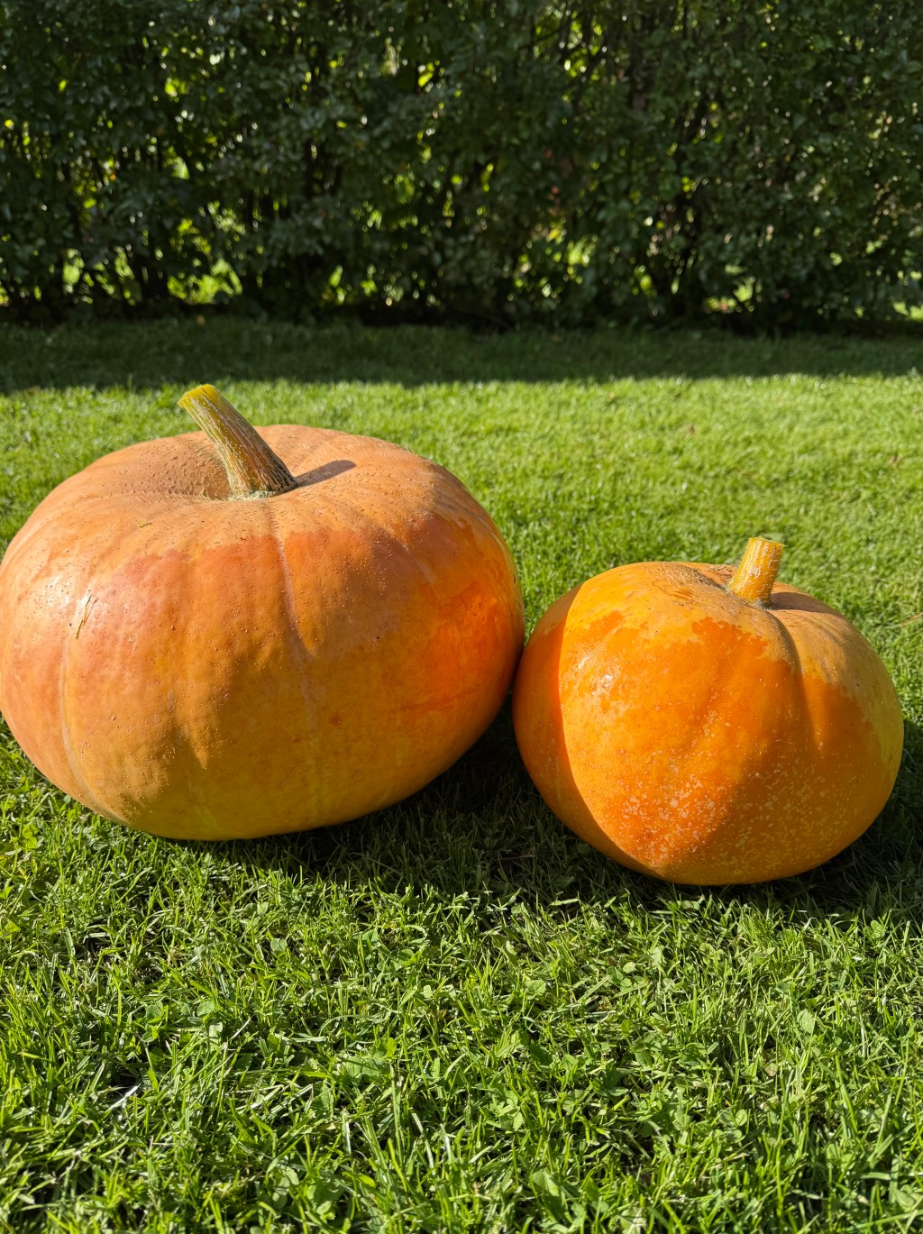 Heartful Harvests Part 3. Poem Version